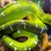 DEMO AD – Female Emerald Tree Boa