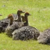 DEMO AD – Ostriches for sale