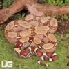 DEMO AD – Surinam Boa Constrictor