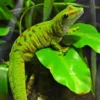 DEMO AD – Madagascan Giant Day Gecko