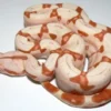 DEMO AD – Baby sunglow boa