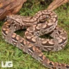DEMO AD – Male Dumeril’s Boa