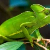 DEMO AD – Veiled Chameleon Yearling