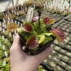 Venus flytrap – bulk orders