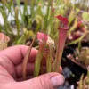 Sarracenia ‘Hot Lips’ x ‘ Royal Ruby’ Pitchers