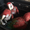 Greenwing Macaws