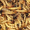 DEMO AD – Superworms (tubs of 100)