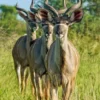8 Young Kudu
