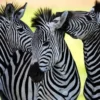 4x Zebra