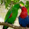 DEMO AD – Breeding pair Eclectus parrots