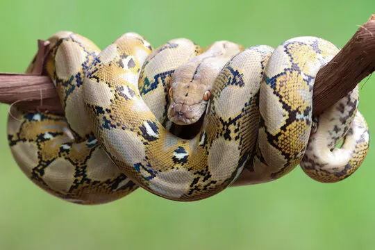 South Africa's Dedicated Marketplace for Exotic and Game Animals