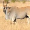 DEMO AD – Eland Bull