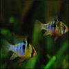 DEMO AD – German Blue Rams