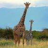 DEMO AD – Giraffe with calf