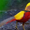 DEMO AD – Golden Pheasant