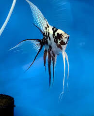 DEMO AD – Panda Angelfish