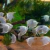 DEMO AD – Platinum Angelfish