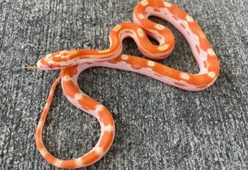 DEMO AD – Motley Creamsicle Corn snake