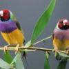 DEMO AD – Gouldian Finches