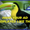 DEMO AD – Keel Billed Toucan (Male)