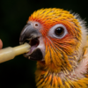 Looking for Sun Conure baby