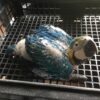 Blue & Gold Macaw baby